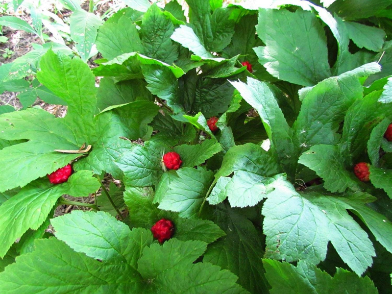 Hydrastis canadensis