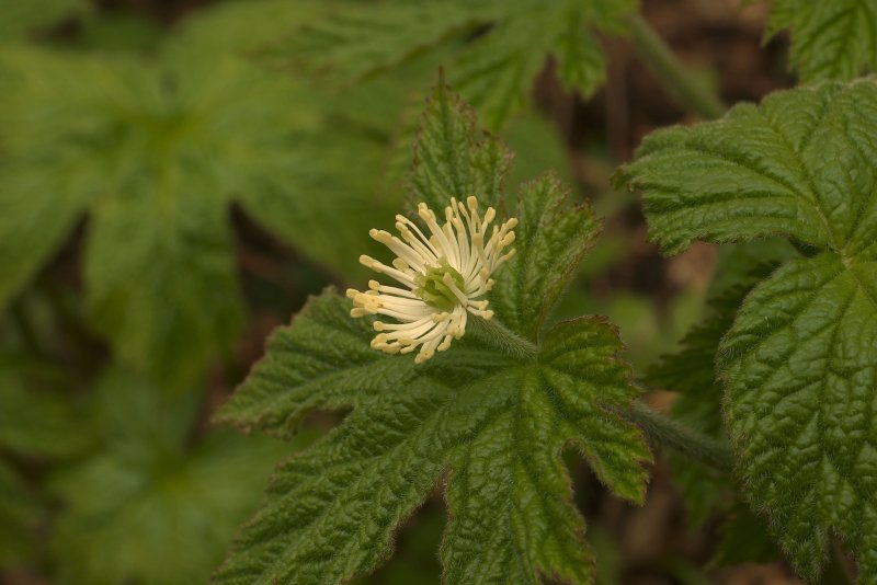Hydrastis canadensis