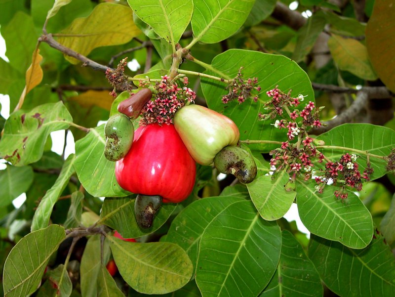 Bovonia diphylla растение