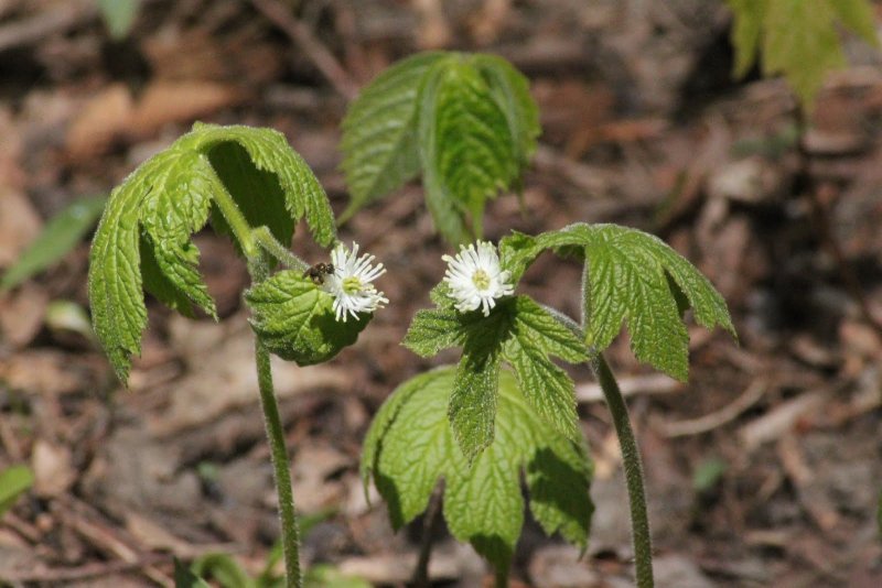 Hydrastis canadensis