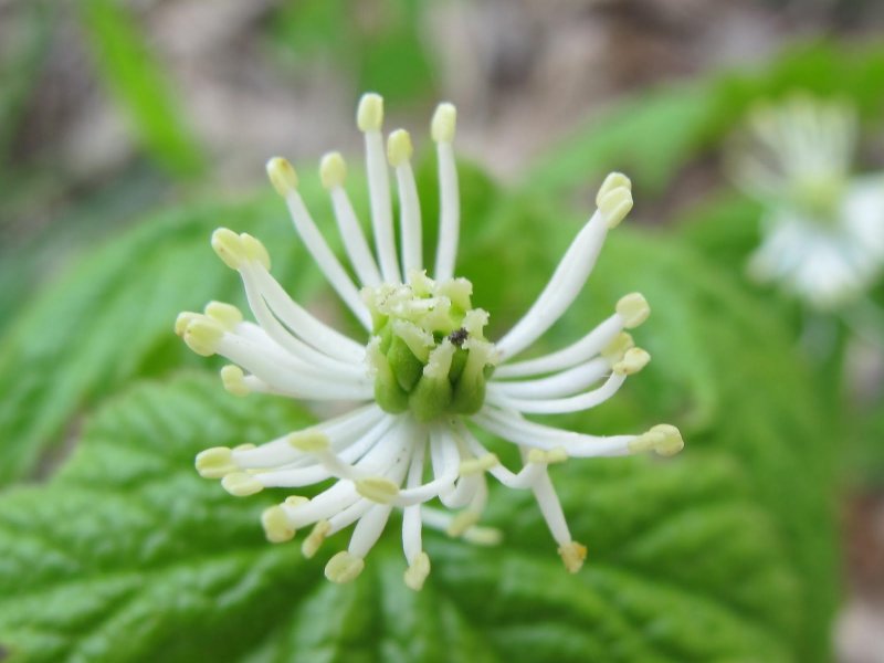 Hydrastis canadensis