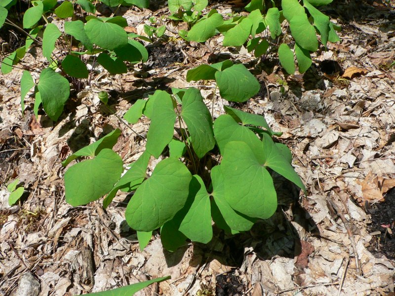 Echinacea & Goldenseal Plus фл. 60 Мл