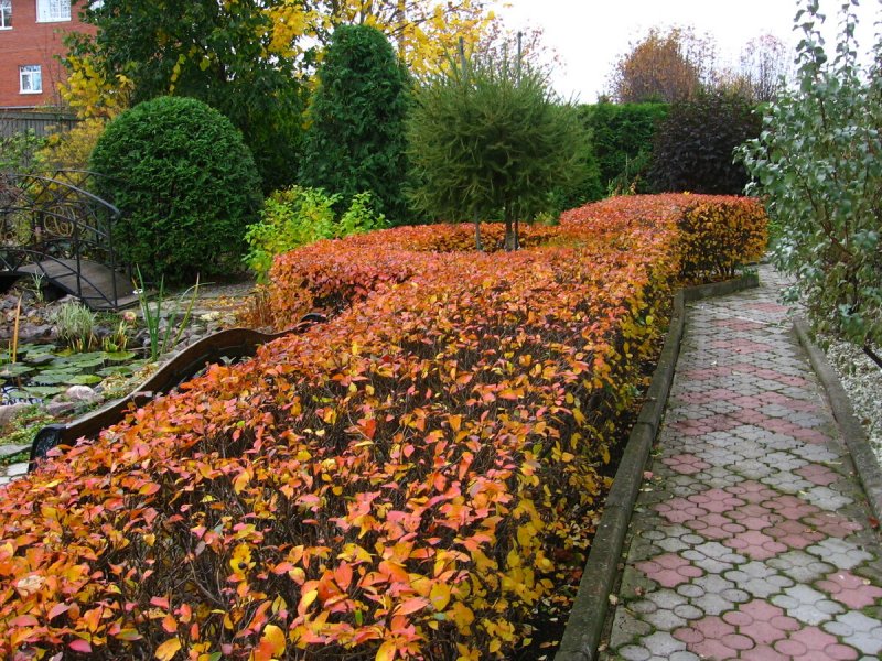 Арония черноплодная изгородь