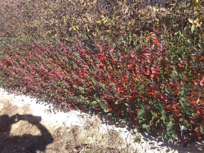Cotoneaster lucidus изгородь