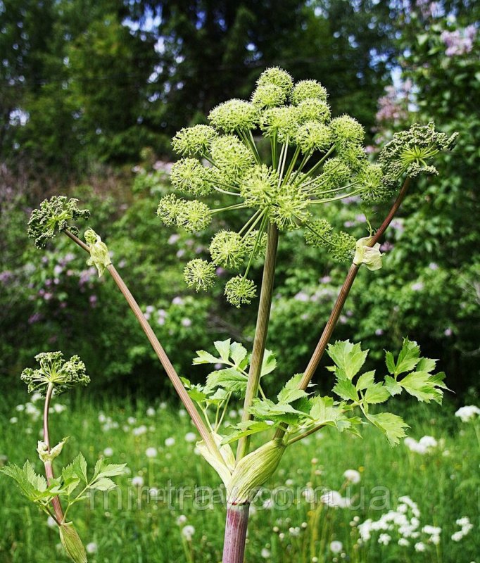 Дягиль – archangelica officinalis