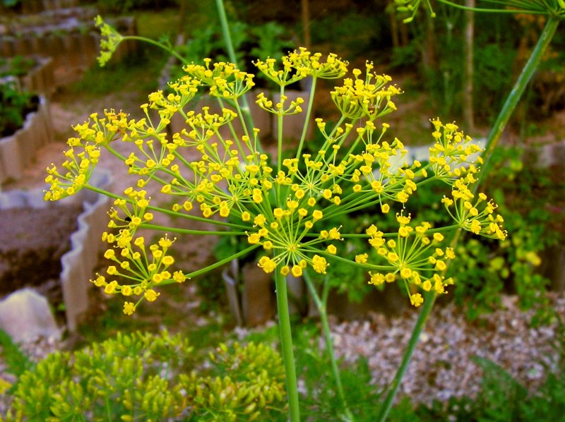 Укроп пахучий - Anethum graveolens