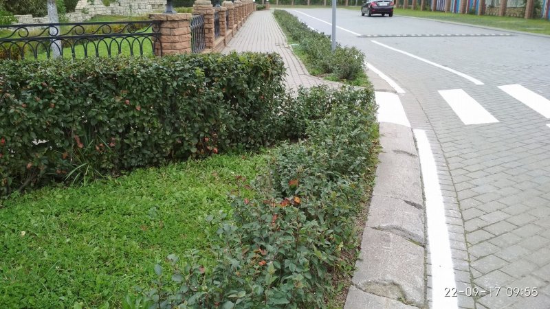 Кизильник блестящий Cotoneaster lucidus