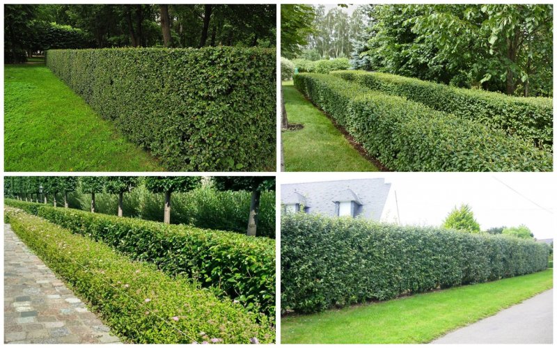 Кизильник Cotoneaster lucidus