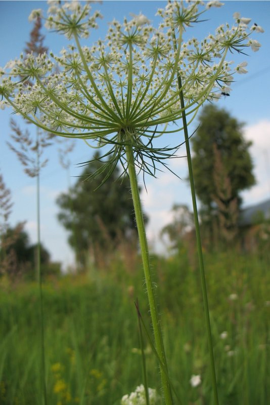 Морковь Дикая (Daucus carota)