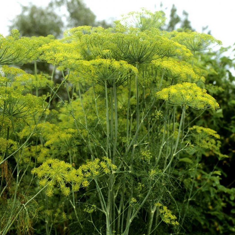 Anethum graveolens