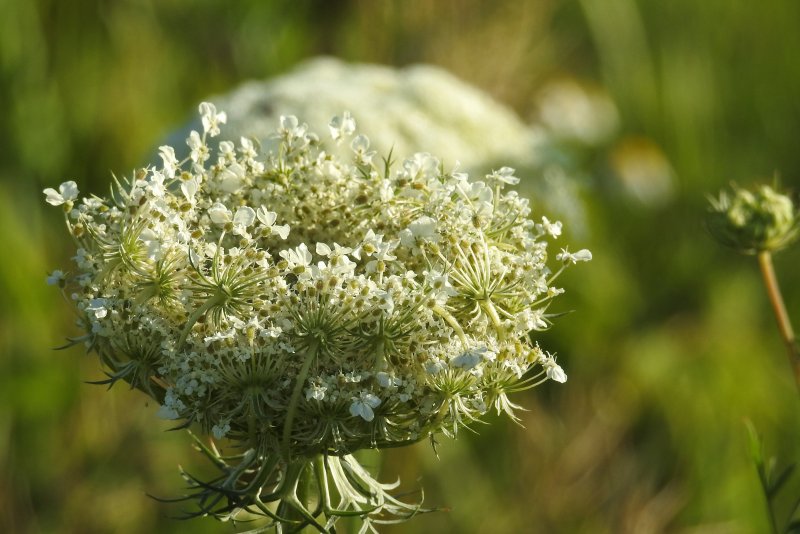 Трава (Daucus carota)