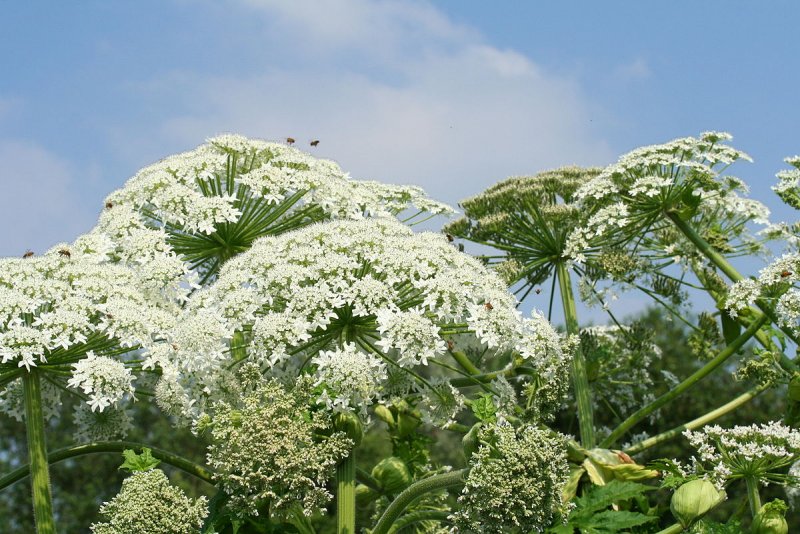 Борщевик Мантегацци Heracleum mantegazzianum