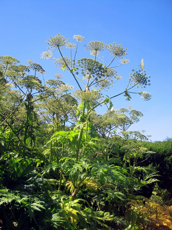 Борщевик Heracleum