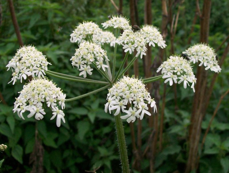 Heracleum sphondylium