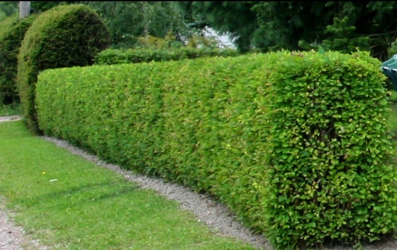 Кизильник блестящий Cotoneaster lucidus
