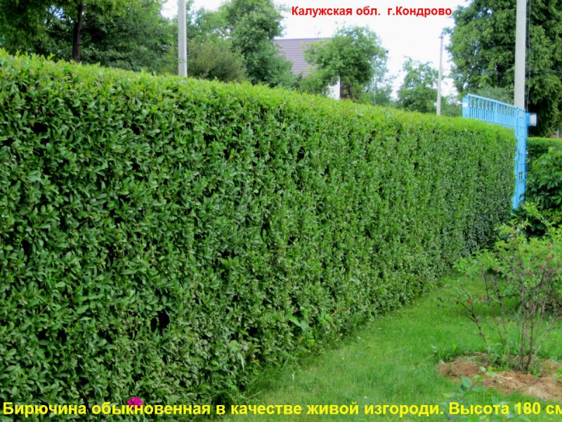 Кизильник блестящий изгородь зимой