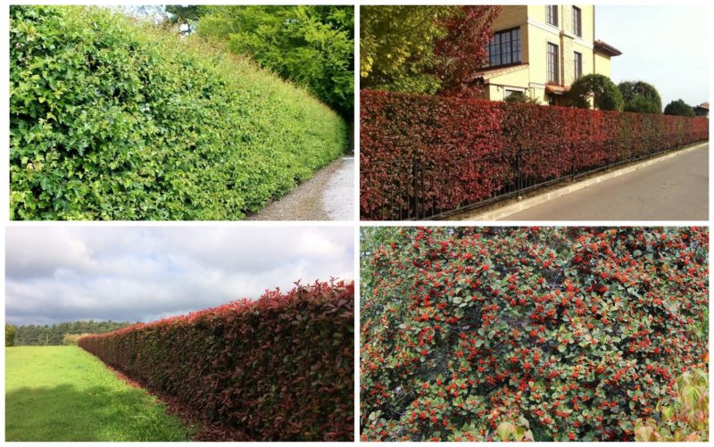 Dunbar's close Garden