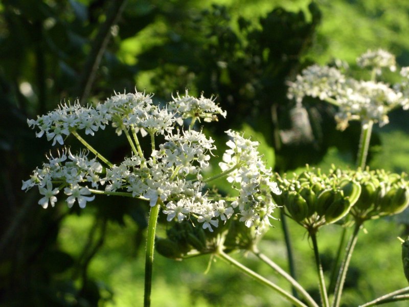 Цветок зонтичные Apiaceae