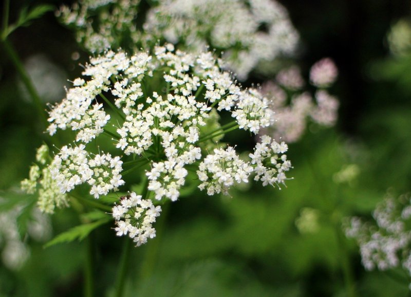 Зонтичные (Umbelliferae(Apiaceae))
