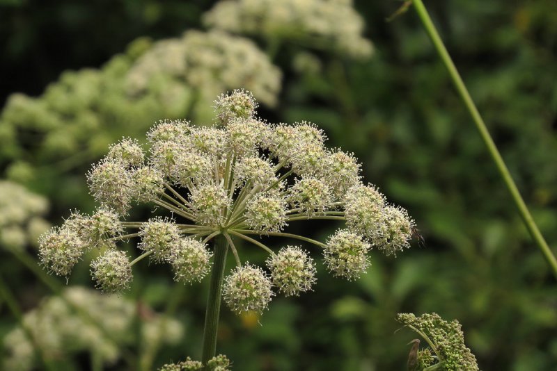 Дягиль – archangelica officinalis