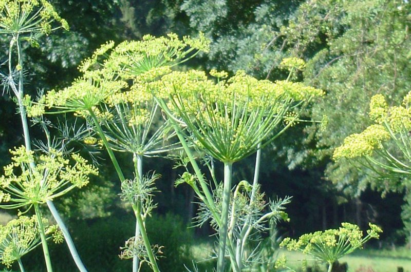 Anethum graveolens стебель
