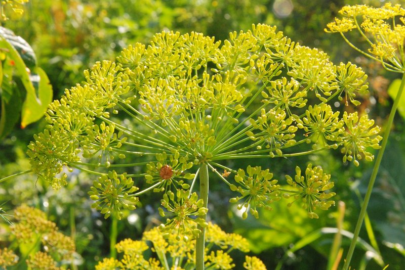 Anethum graveolens