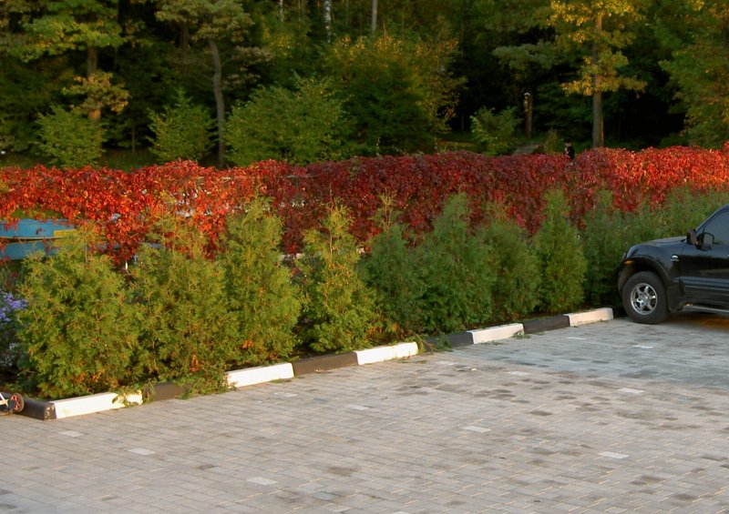 Клумба сосна Горная, Барбарис, бересклет