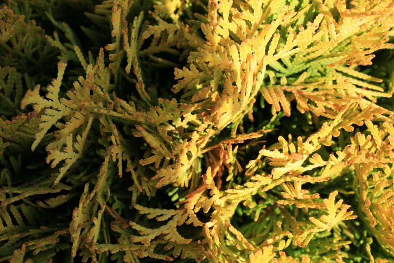 Туя Западная Мириам Thuja occidentalis Mirjam диаметр
