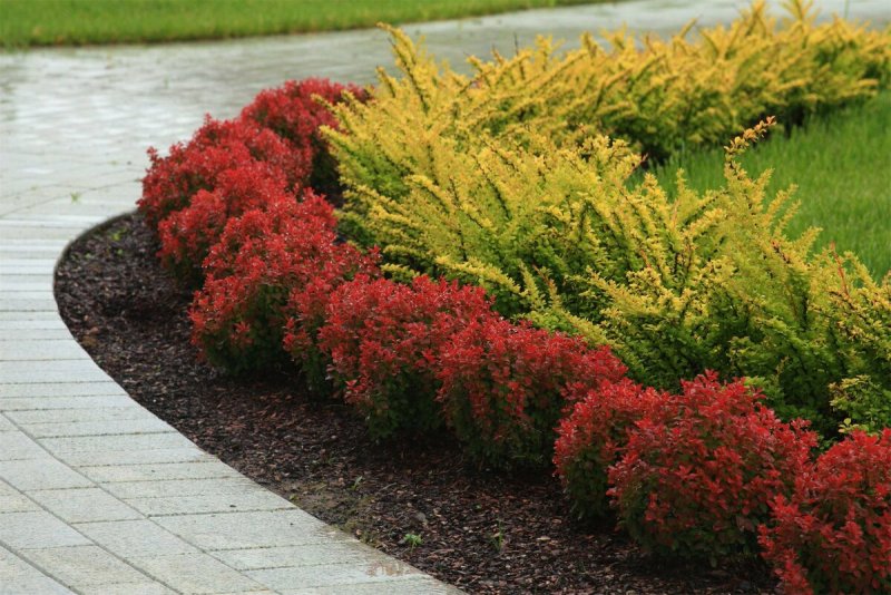 Juniperus horizontalis Limeglow