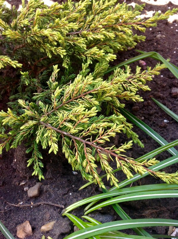Сычуаньская туя (Thuja sutchuenensis)