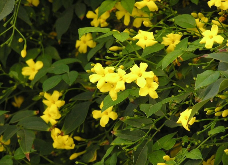 Жасмин кустарниковый Jasminum fruticans
