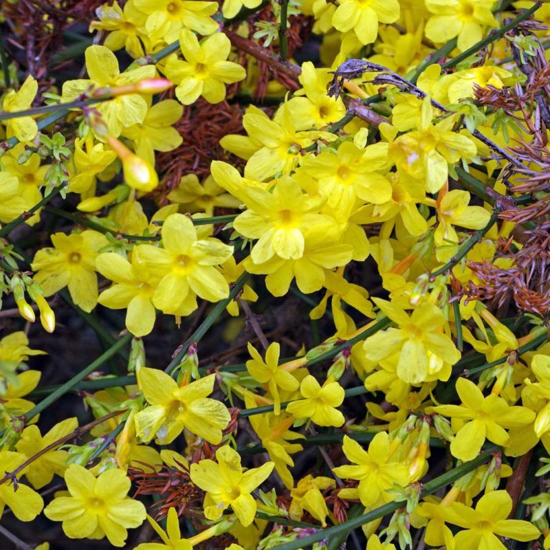 Жасмин кустарниковый Jasminum fruticans