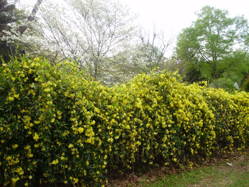 Гельземиум sempervirens