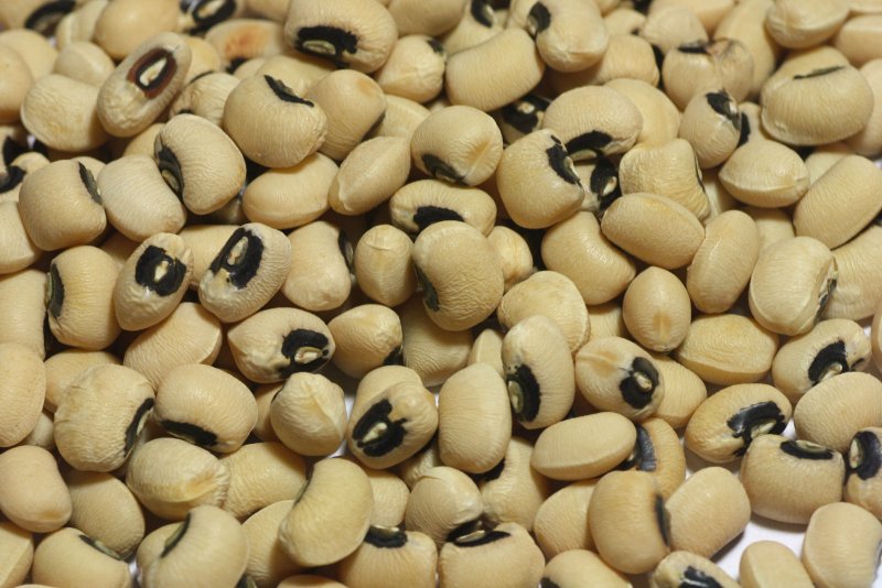 Vigna unguiculata что это