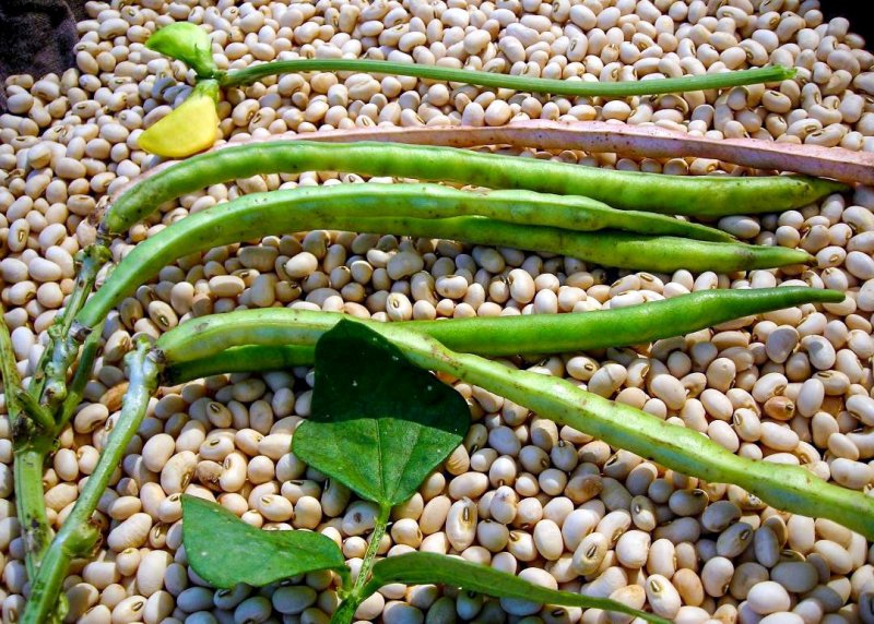 Vigna unguiculata что это