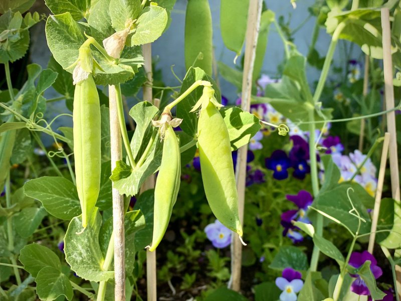 Vigna unguiculata что это