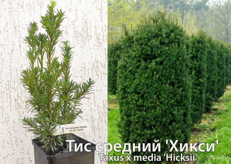 Тис средний (сорт 'Hicksii')