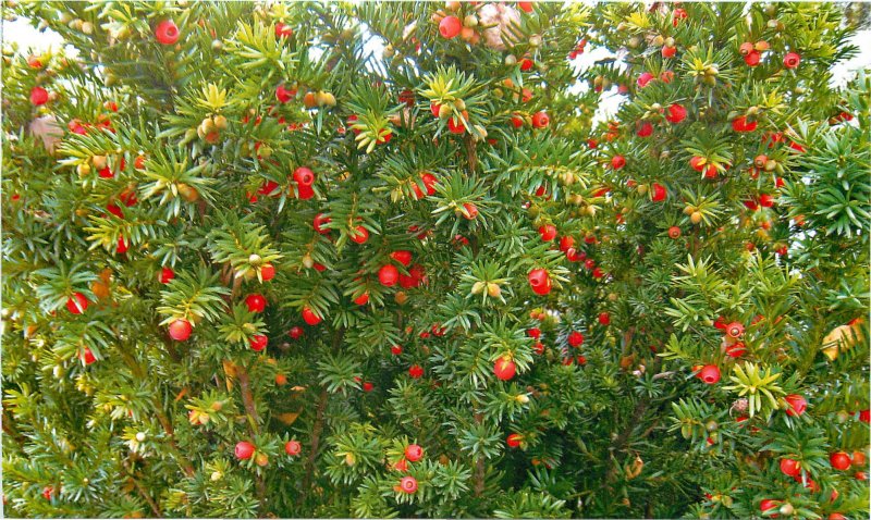 Тисс Taxus baccata