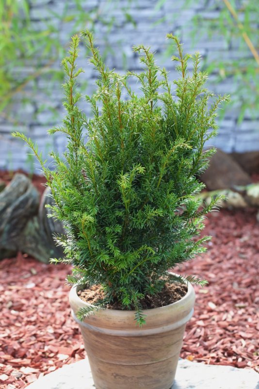 Тис средний (Taxus Media Groenland