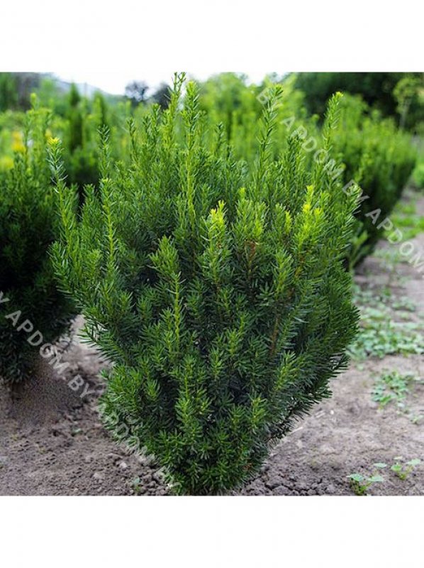 Тис средний Хилли/ Taxus Media Hillii
