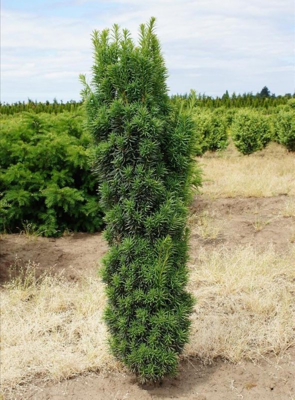 Тисс Taxus baccata