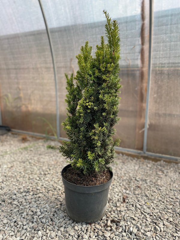 Taxus Hicksii