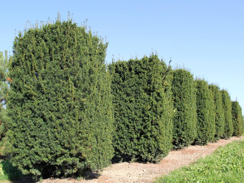 Тис средний Хилли/ Taxus Media Hillii