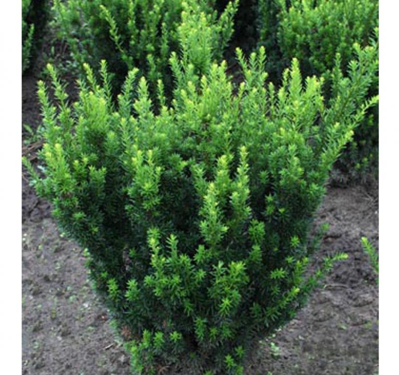 Тис средний (Taxus Media Groenland