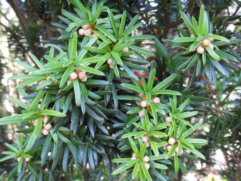 Тисс baccata Hicksii