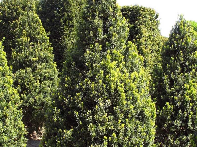 Taxus Hicksii