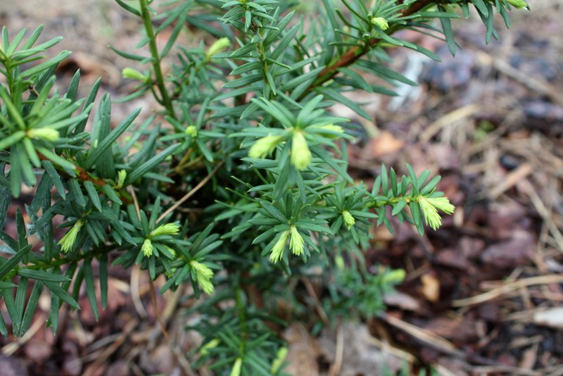 Taxus Media Hicksii