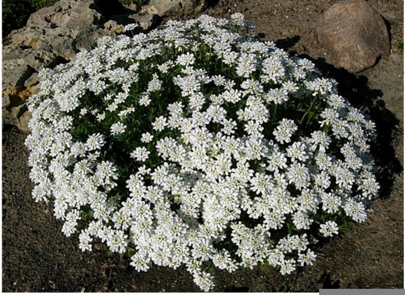 Иберис вечнозеленый (Iberis sempervirens) «Whiteout»
