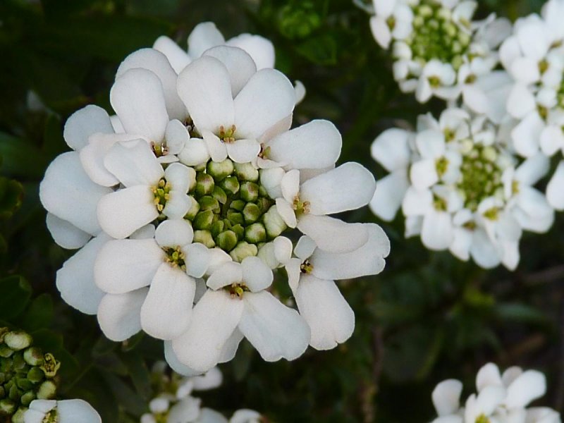 Iberis sempervirens f1 Ltd Whistler White