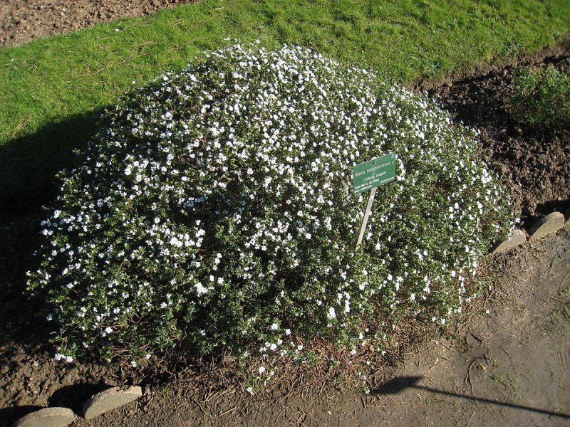 Iberis sempervirens в ландшафтном дизайне